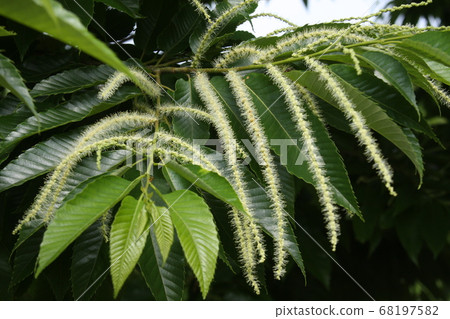 Chestnut flowers 68197582