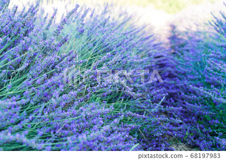 Lavender field at summer 68197983