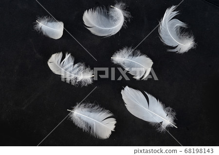 white feathers over black white feathers over black 68198143