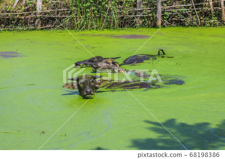 Thai buffalo swimming in the swamp. The water Thai buffalo swimming in the swamp. The water 68198386