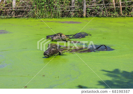Thai buffalo swimming in the swamp. The water surface is full of green Water lettuce. Thai buffalo lying in the water. Thai buffalo swimming in the swamp. The water surface is full of green Water lettuce. Thai buffalo lying in the water. 68198387