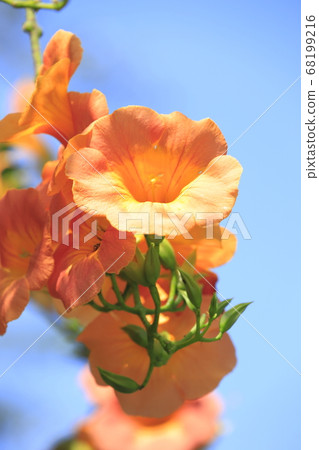 橙鼻葉子的花 橙鼻葉子的花 68199216