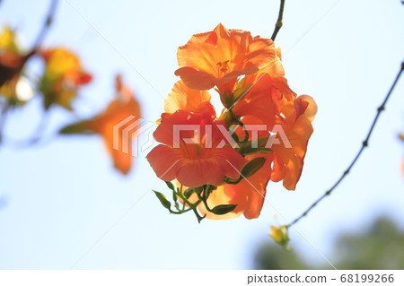 Orange-nosed foliage flower 68199266