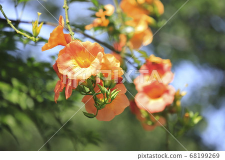 橙鼻葉子的花 橙鼻葉子的花 68199269
