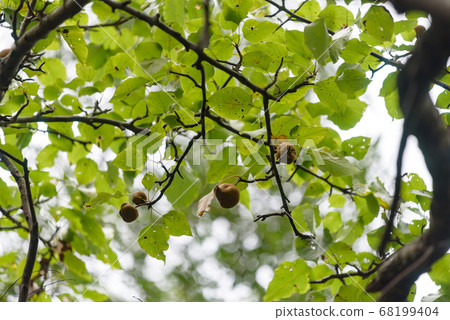Tree pear nut 68199404