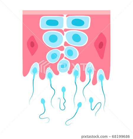 Reproductive system concept 68199686