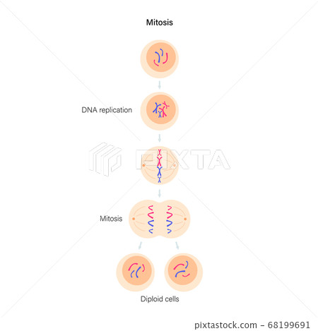 Mitosis cell division. 68199691