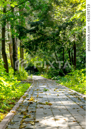 Paths and benches in the park, benches for relaxing in the summer. 68199719