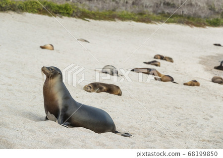 Galapagos Sea Lion in sand lying on beach. Many Galapagos Sea Lions on cruise ship adventure travel holidays vacation, La loberia beach, San Cristobal, Galapagos, Ecuador, South America. Galapagos Sea Lion in sand lying on beach. Many Galapagos Sea Lions on cruise ship adventure travel holidays vacation, La loberia beach, San Cristobal, Galapagos, Ecuador, South America. 68199850