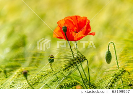 Red poppy blossom and small poppyheads hidden in the corn field 68199997