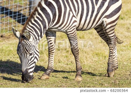 A black and white Zebra eating green grass in a field 68200364