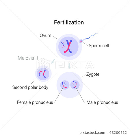 Reproductive system concept Reproductive system concept 68200512