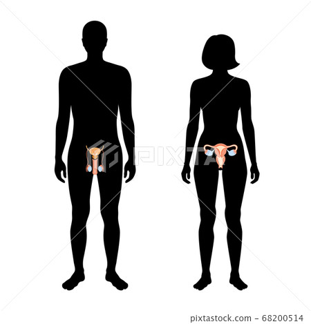 Reproductive system concept Reproductive system concept 68200514