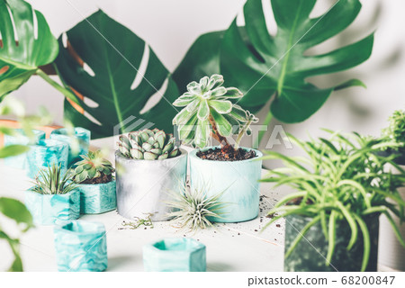 Planting succulent plant in pot 68200847