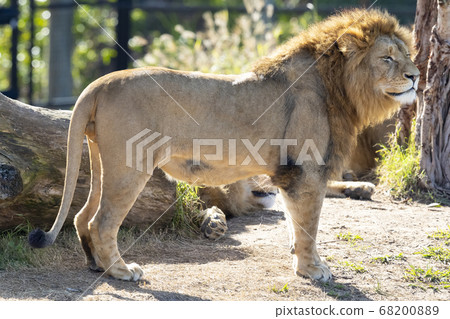 A male Lion standing in the sunshine A male Lion standing in the sunshine 68200889