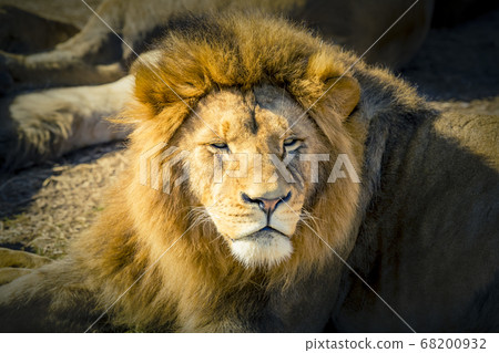 A male Lion relaxing in the sunshine A male Lion relaxing in the sunshine 68200932
