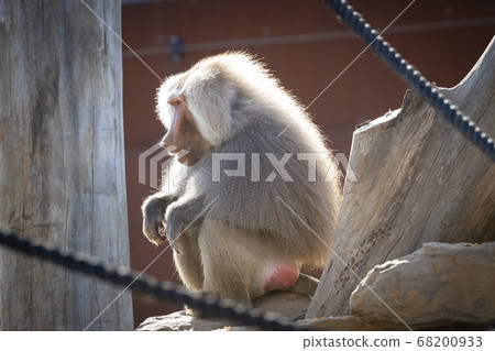 A large male Hamadryas Baboon relaxing in the sun A large male Hamadryas Baboon relaxing in the sun 68200933