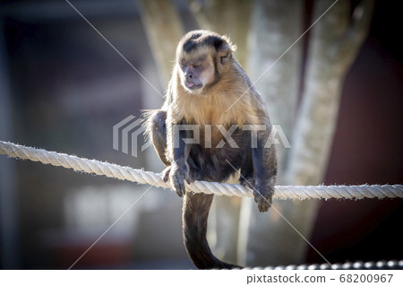 A Tufted Capuchin monkey walking on a rope A Tufted Capuchin monkey walking on a rope 68200967