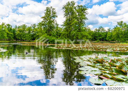Park pond full of waterlilies in baroque Castle Gardens in Cesky Krumlov, Czech Republic 68200971