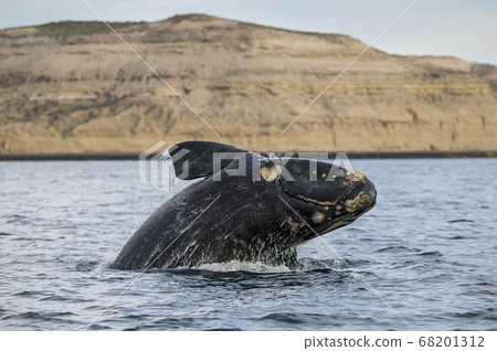 Killer whale hunting sea lions. 68201312