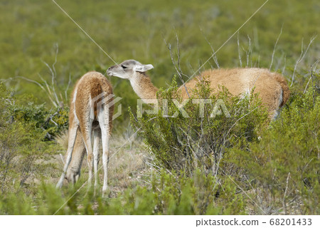 Guanaco in Patagonia Argentina Guanaco in Patagonia Argentina 68201433