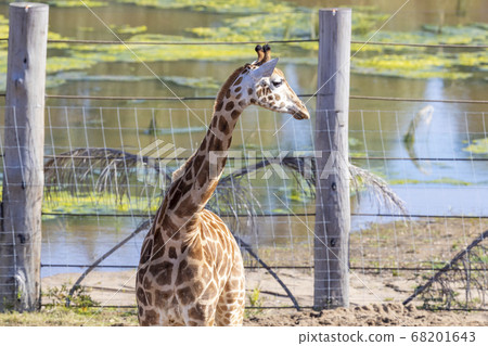 A young Giraffe eating leaves in a field 68201643