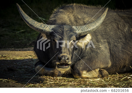 A black Water Buffalo with large horns sitting on the ground A black Water Buffalo with large horns sitting on the ground 68201656