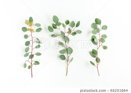 Set of eucalyptus leaves and eucalyptus branches with fruits in the form of berries on white background. Flat lay, top view. floral concept 68201664