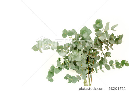 A bunch of twigs green eucalyptus in a glass jar on the table. 68201711