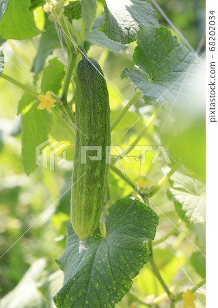 Cucumber field 68202034