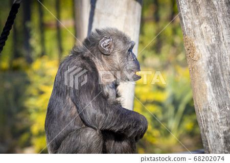 A Chimpanzee resting in the sunshine A Chimpanzee resting in the sunshine 68202074