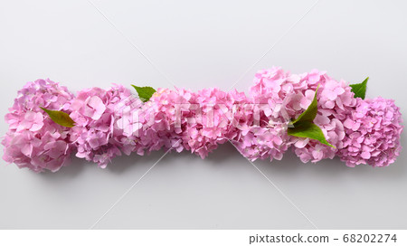Fresh pink hydrangea flowers composition on grey Fresh pink hydrangea flowers composition on grey 68202274