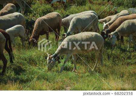 Flock of goats grazing on green sward with bushes 68202358
