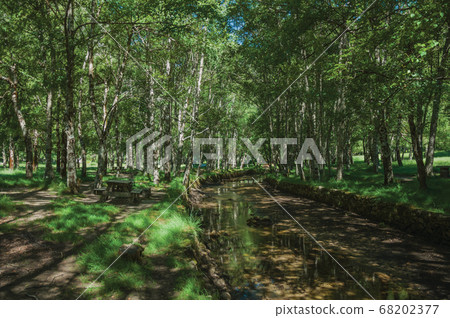 Stream running through a leafy grove in a sunny Stream running through a leafy grove in a sunny 68202377