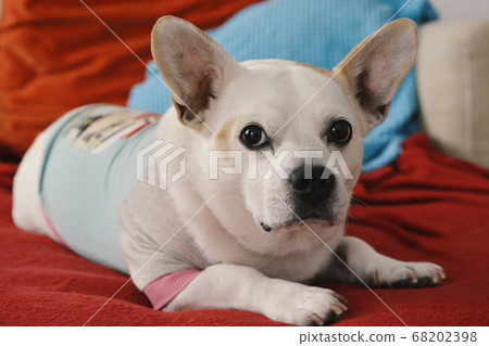 Serious Dog Looking At You While Laying on a Red Couch. 68202398