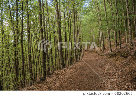 Dirt trail passing through green leafy beech Dirt trail passing through green leafy beech 68202665