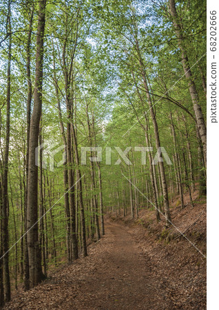 Dirt trail passing through green leafy beech Dirt trail passing through green leafy beech 68202666