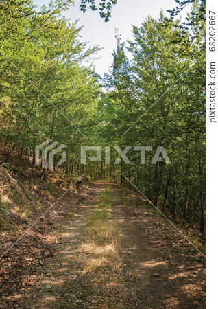 Dirt trail passing through green leafy beech Dirt trail passing through green leafy beech 68202667