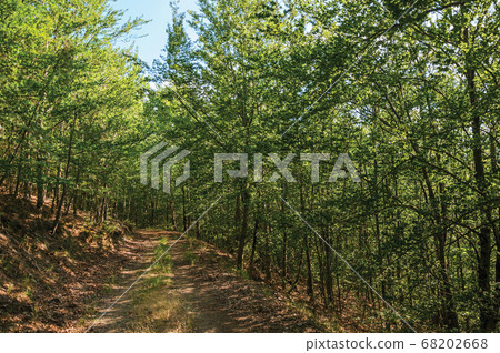 Dirt trail passing through green leafy beech Dirt trail passing through green leafy beech 68202668