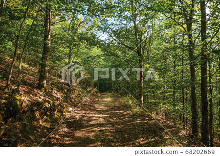 Dirt trail passing through green leafy beech Dirt trail passing through green leafy beech 68202669