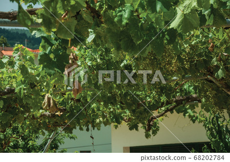 Leafy vines with bunches of grape on courtyard 68202784