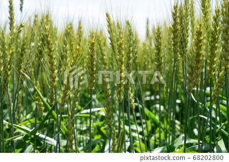 綠色麥田（五月）小麥 68202800