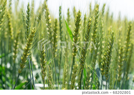 綠色麥田（五月）小麥 68202801