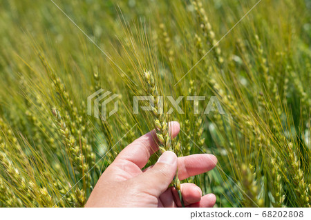 A man wheat field (May) checking wheat ears in a green field 68202808