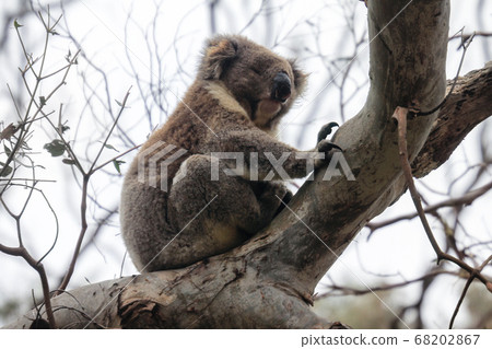 Furry coala bear sleeping on the branch, near Furry coala bear sleeping on the branch, near 68202867