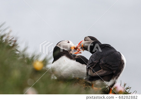 Couple of Icelandic puffins kissing, Latrabjarg Couple of Icelandic puffins kissing, Latrabjarg 68202882