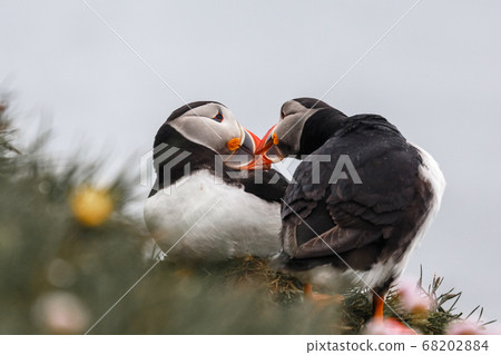 Couple of Icelandic puffins kissing, Latrabjarg 68202884