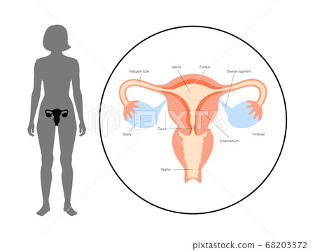 Reproductive system concept Reproductive system concept 68203372