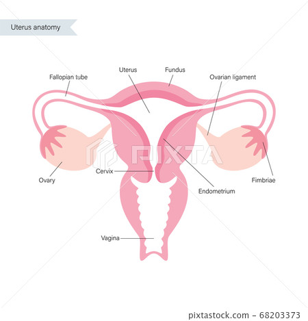 Reproductive system concept Reproductive system concept 68203373