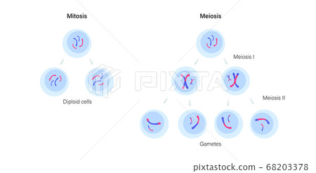 Mitosis and meiosis 68203378